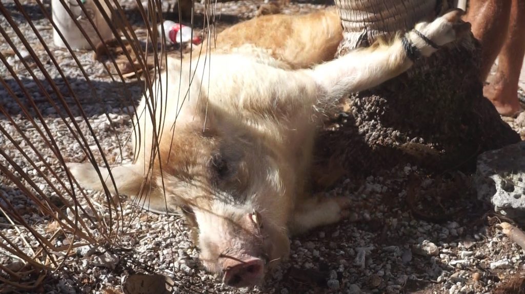 pig tied up