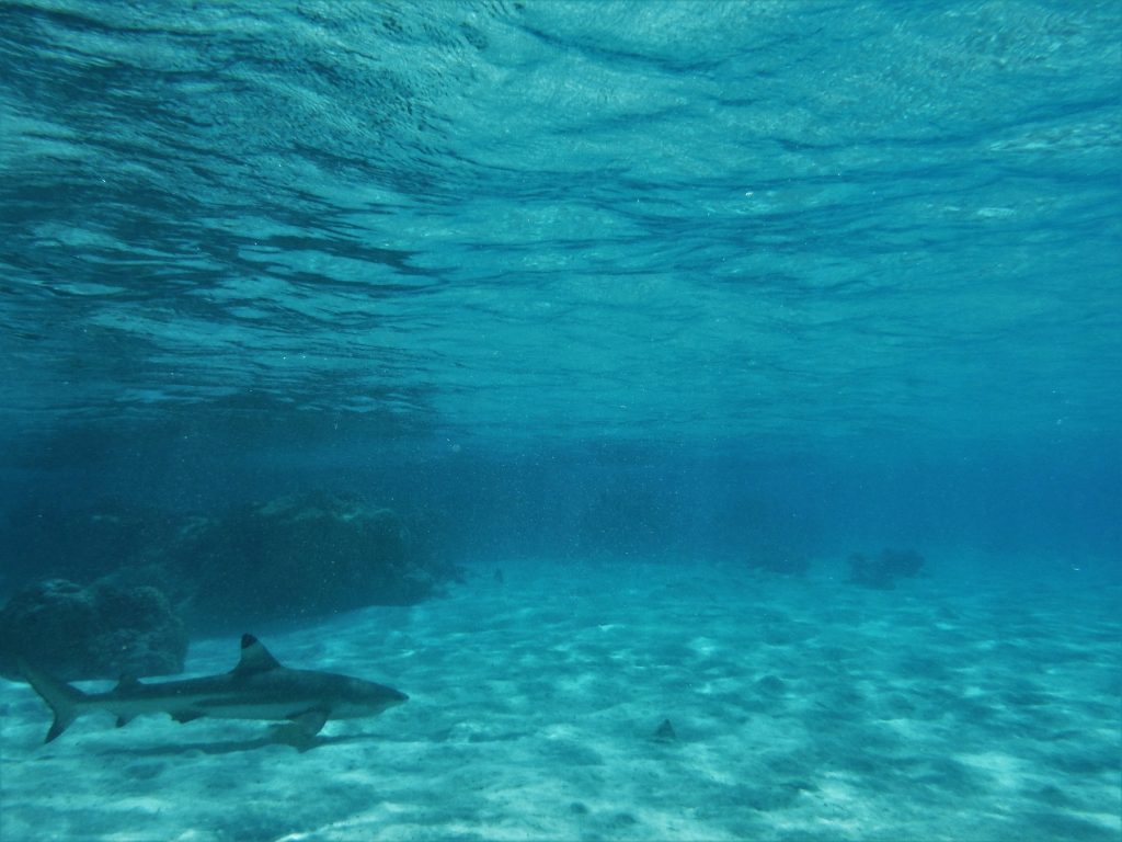 shark