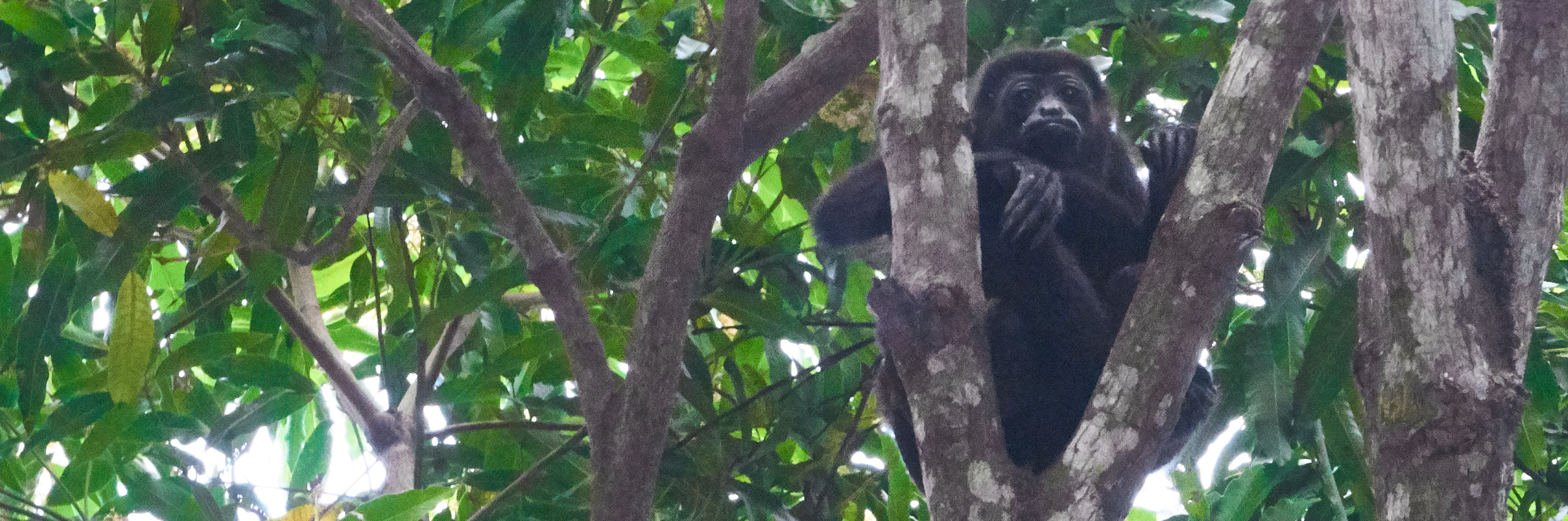 Howler monkey chilling on a tree in Laguna de Apoyo